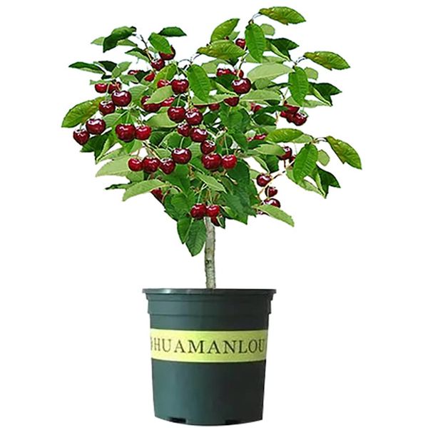 Black Cherry Fruit Tree Live Plant Seeding, 15-17inch Height -Prunus serotina, Great for Home and Garden Yards Planting