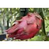 DRAGON FRUIT  CUTTING 10-14 Inches Check Description