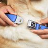 Buckle-Down Baby Blue Dog Collar Bone