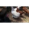 6 Fertile Chicken Hatching Eggs