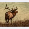 CafePress Rustic Western Wild Elk Mousepad Non-Slip Rubber Gaming Mousepad