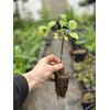 Sweet Mock Orange Starter Plant.