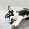 KONG - Squeezz Action Ball Red - Multi Textured Squeaker Interactive Fetch Toy - For Large Dogs