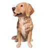 Vivid Arts - Golden Retriever - XRL-GR03-D