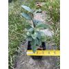 Tea Plant | Camellia sinensis | Black, Oolong, Green Tea