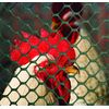Tenax 090786 Poultry Fence, Green, 3'x25'