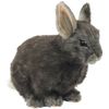 Hansa BH8129 HANSA Pygmy Rabbit Gray 18