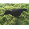 Flocked Crow Shell Decoys (6)