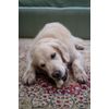 Petface Chicken Drummer Dog Treat & Toy Combo