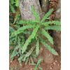 Macadamia integrifolia | Queensland Nut | 10 Seeds