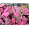 (2ct) Caladium Fannie Munson Bulbs #2 Fresh 2023