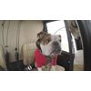 K9 Hearing Protection for Dogs (Black)