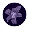 Lavender Purple Lily Flower PopSockets Swappable PopGrip