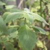 Patchouli 20ml Incent Essential Oil Essential Oil