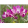 Astragalus sinicus | Chinese Milkvetch | 50 Seeds