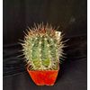 Echinopsis melanopotamica, cactus plant