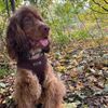 Bunty Medium No Pull Dog Harness - Soft, Breathable, Durable, Adjustable Vest Harnesses, Lightweight, Anti Pull - Medium, Camo