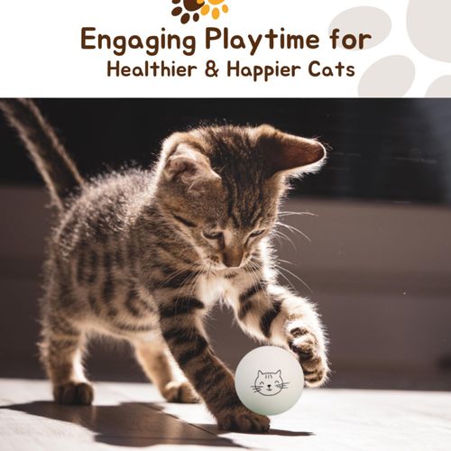 Cloverjoyed Ping Pong Balls for Cats, 6 Pack, Enrichment Toys, Cat Lovers Gift Ideas, Ball Pits, Bouncy