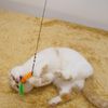 Catty Man 3 x Twinkle Clione Replacement for Your Favorite Cat