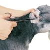 TOP PERFORMANCE 80g Pro EAR POWDER Pet Dog Cat*For use w/Hemostat,Hai