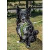 Ancol Viva Padded Harness Lime L 52-71cm