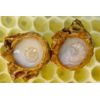 Pure Herbs: Royal Jelly -  4 oz.