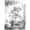Mini Sketching Made Easy Kit 5"X7"-Dolphins