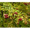 Pure Herbs: HT Combination Capsules - 100 ct - 600mg