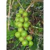 Macadamia integrifolia | Queensland Nut | 10 Seeds
