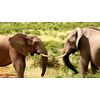South Africa - The Motion Picture - DVD
