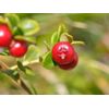 Organic Cranberry - CONCENTRATED 50:1 CRANBERRY - Bladder & Kidney Support - 1B