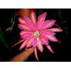 EPIPHYLLUM ORCHID CACTUS       MONASTERY GARDEN