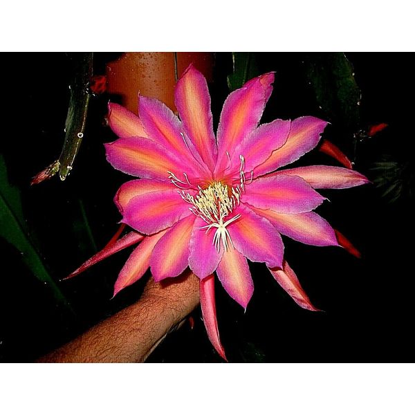 EPIPHYLLUM ORCHID CACTUS       MONASTERY GARDEN