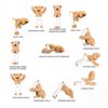 Meddy Teddy | The Yoga Bear