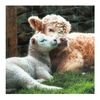 Paper House Unisex Card 'Best Buddies'
