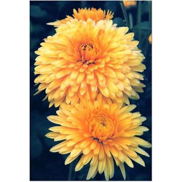 800 SEEDS  CHRYSANTHEMUM YELLOW  FLOWER SEEDS  OLD FASHION  GARDEN FAVORITE