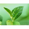 Slimming Green Tea - Green Tea Extract 300mg - Herbal Capsules - 2B