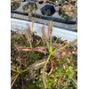 LIVE Carnivorous Cape Sundew (Drosera capensis Typical) Large Flowering