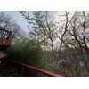 Bamboo Clumping -Sunset Glow Monrovia Nursery Originally From