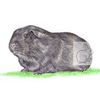 Blackie the Guinea Pig - Birthday Card