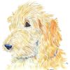 CafePress Cream Labradoodle 1 Folded Greeting Card Matte