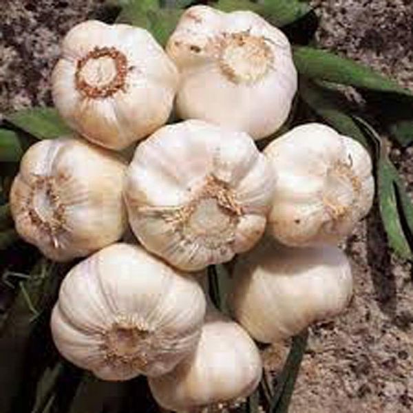 GARLIC BULB (2 Pounds), FRESH CALIFORNIA SOFTNECK GARLIC BULB FOR PLANTING, EATING AND GROWING YOUR OWN GARLIC, COUNTRY CREEK BRAND