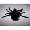 TY - Beanie Buddy - Spinner - 9" - Black & Brown Spider