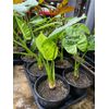 Alocasia - Calidora - 24" tall