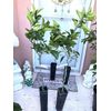 VERNIA SWEET ORANGE grafted tree 3ft to 4 Ft Tall.