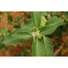 boost sustained natural energy - ASTRAGALUS COMPLEX - astragalus plant 3 BOTTLE