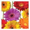 Creative Converting 16 Count Paper Lunch Napkins, Flower Fantasy