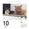 CK-C25-02 Cat Turning 2025 Calendar, Refill, Day Dive
