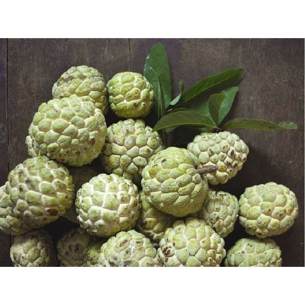 Custard Apple (annona squamosa) Tropical Fruit Tree 10”-20”