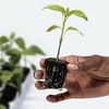 Growth Technology Root Riot Refill Bag Approx.50